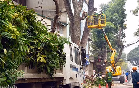 Des opérations d’élagages plus sûrs à Hanoi ảnh 1