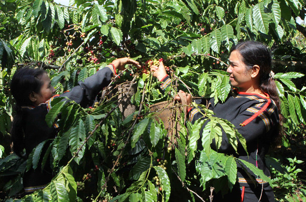 Tay Nguyen : plus de 20.800 hectares de cultures touchées par la sécheresse ảnh 1 Tay Nguyen : plus de 20.800 hectares de cultures touchées par la sécheresse ảnh 1