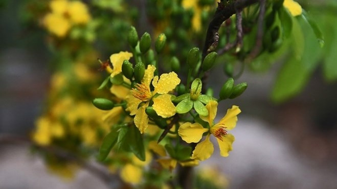 Quang Ninh cultive des plantes locales pour préserver les caractéristiques culturelles ảnh 1