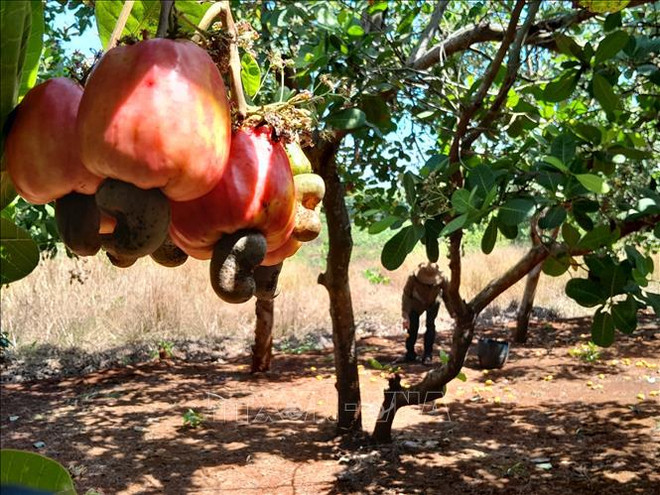 La noix de cajou de Binh Phuoc reconnue produit OCOP 5 étoiles ảnh 1 La noix de cajou de Binh Phuoc reconnue produit OCOP 5 étoiles ảnh 1