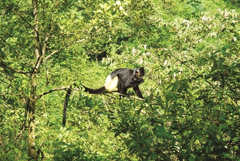Cuc Phuong honoré pour la 4ème fois en tant que "Parc national le plus important d'Asie" ảnh 2 Cuc Phuong honoré pour la 4ème fois en tant que "Parc national le plus important d'Asie" ảnh 2