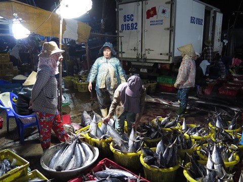 Hausse des exportations du thon vers l’Italie ảnh 1 Hausse des exportations du thon vers l’Italie ảnh 1