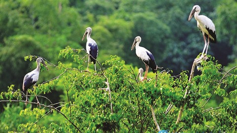  Le jardin aux aigrettes de Bang Lang à Cân Tho ảnh 1