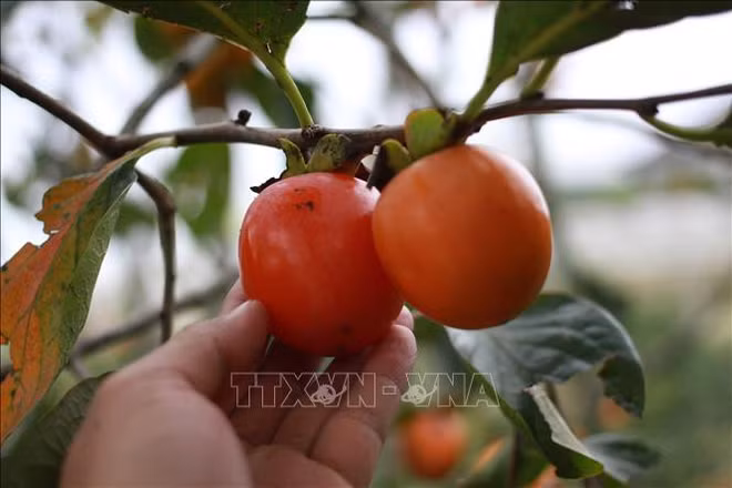 Le kaki, roi des fruits de Dà Lat ảnh 1