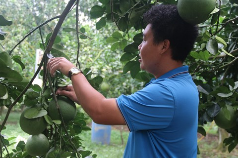 Des opportunités à saisir pour les exportateurs de fruits ảnh 1 Des opportunités à saisir pour les exportateurs de fruits ảnh 1