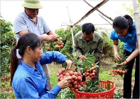 Des opportunités à saisir pour les exportateurs de fruits ảnh 2 Des opportunités à saisir pour les exportateurs de fruits ảnh 2