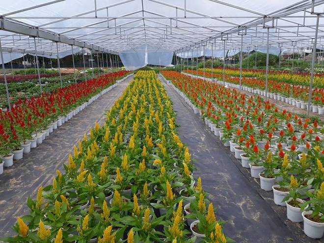 À la découverte des villages horticoles à l’approche du Têt ảnh 1 À la découverte des villages horticoles à l’approche du Têt ảnh 1
