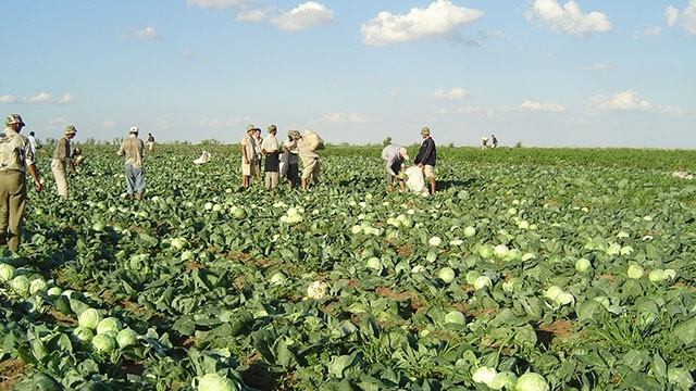Des propriétaires agricoles vietnamiens en Russie ảnh 1