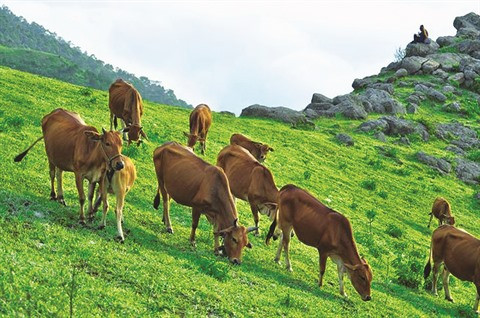 Yên Bai : élevage en montagne pour lutter contre la pauvreté ảnh 1