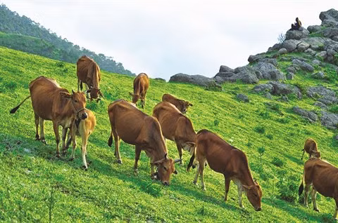Yên Bai : élevage en montagne pour lutter contre la pauvreté ảnh 1 Yên Bai : élevage en montagne pour lutter contre la pauvreté ảnh 1