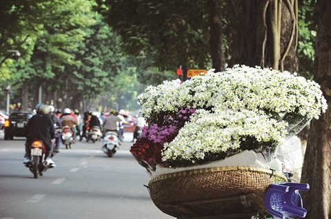 Fleurs des quatre saisons à Hanoi ảnh 1