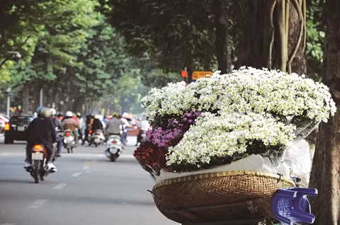 Fleurs des quatre saisons à Hanoi ảnh 1