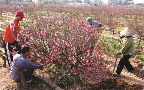 Fleurs des quatre saisons à Hanoi ảnh 2