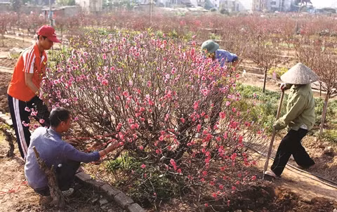 Fleurs des quatre saisons à Hanoi ảnh 2