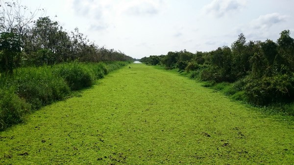 Mieux préserver et valoriser la Réserve de biosphère de Kien Giang ảnh 1 Mieux préserver et valoriser la Réserve de biosphère de Kien Giang ảnh 1