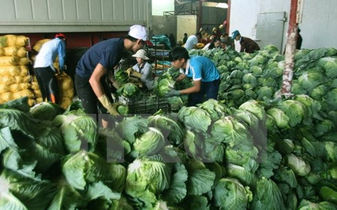 Can Tho souhaite coopérer avec la Nouvelle-Zélande dans l'agriculture bio ảnh 1 Can Tho souhaite coopérer avec la Nouvelle-Zélande dans l'agriculture bio ảnh 1