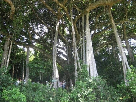 Un banian séculaire attire les curieux à Quang Ngai ảnh 1 Un banian séculaire attire les curieux à Quang Ngai ảnh 1