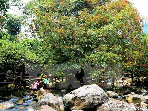 48 animaux rares libérés dans le parc national Phong Nha-Ke Bang ảnh 1
