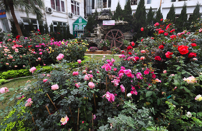 Ouverture de la Fête des roses de la Bulgarie à Hanoï ảnh 1 Ouverture de la Fête des roses de la Bulgarie à Hanoï ảnh 1