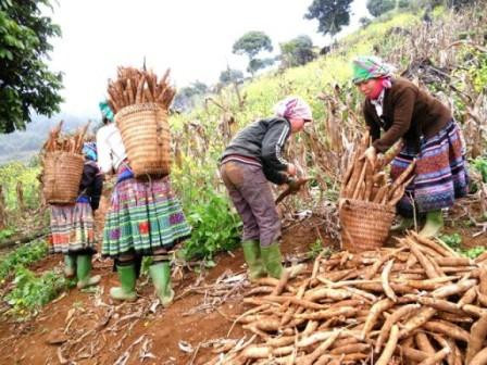 Les exportations nationales de manioc tablent sur 1,5 milliard de dollars cette année ảnh 1 Les exportations nationales de manioc tablent sur 1,5 milliard de dollars cette année ảnh 1