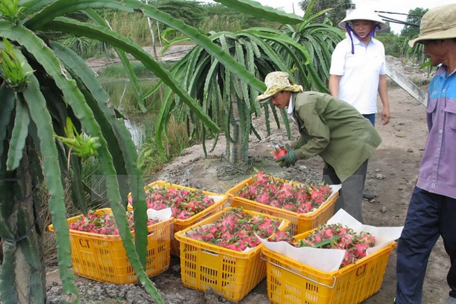 L’Australie peut importer des fruits du dragon et des crevettes vietnamiens ảnh 1 L’Australie peut importer des fruits du dragon et des crevettes vietnamiens ảnh 1