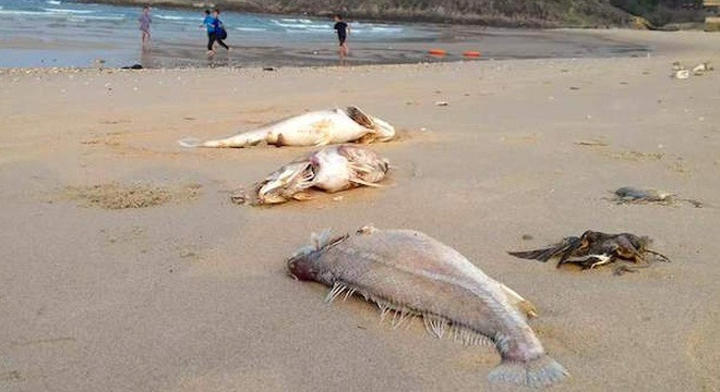 Pollution industrielle : soutien des pêcheurs du Centre ảnh 1 Pollution industrielle : soutien des pêcheurs du Centre ảnh 1