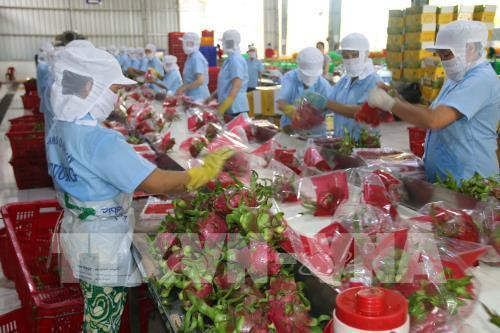 Les pitayas vietnamiens conquièrent le marché australien ảnh 1 Les pitayas vietnamiens conquièrent le marché australien ảnh 1
