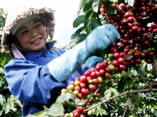 Les exportations nationales de café se portent bien ảnh 1 Les exportations nationales de café se portent bien ảnh 1