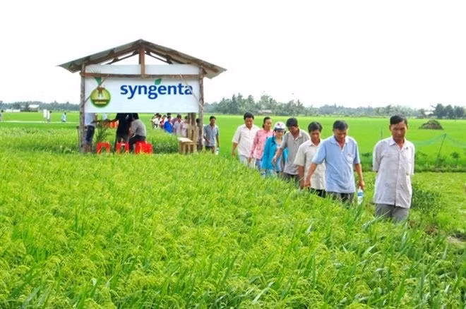 Syngenta ne cesse de soutenir le Vietnam pour un développement durable de l’agriculture ảnh 1 Syngenta ne cesse de soutenir le Vietnam pour un développement durable de l’agriculture ảnh 1