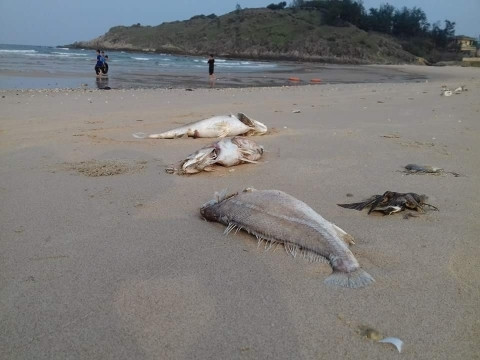 Mort massive de poissons : Le Premier ministre demande d’assister les pêcheurs ảnh 1
