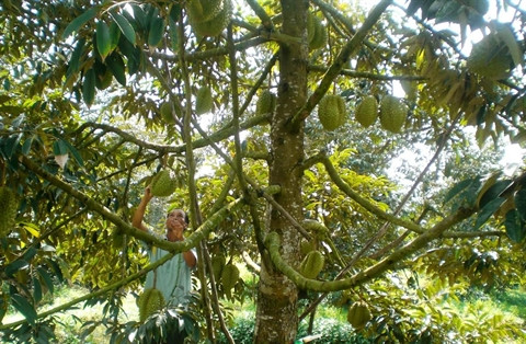 Fruiticulture : succès dans l’application de techniques de contre-saison ảnh 1  Fruiticulture : succès dans l’application de techniques de contre-saison ảnh 1