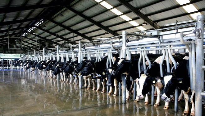Investissement vietnamien dans un projet de vaches laitières en Russie ảnh 1