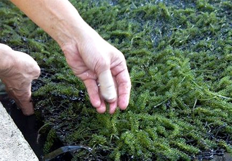 La culture des algues de raisins de mer : un métier rentable ảnh 1 La culture des algues de raisins de mer : un métier rentable ảnh 1