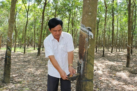 Environ 340.000 tonnes de caoutchoucs transformés en 2015 ảnh 1 Environ 340.000 tonnes de caoutchoucs transformés en 2015 ảnh 1