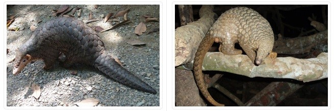Nouvelle campagne d'ENV : tolérance zéro contre le braconnage des pangolins ảnh 2