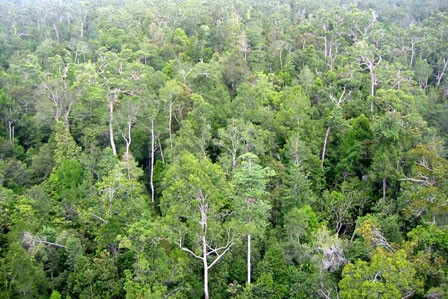 Le Vietnam s’engage dans la gestion durable des forêts ảnh 1