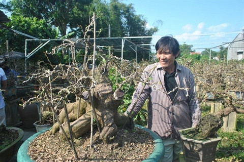 La saison commence au village d’abricotiers de Nhon An ảnh 2