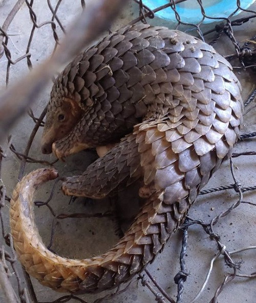Nouvelle campagne d'ENV : tolérance zéro contre le braconnage des pangolins ảnh 3