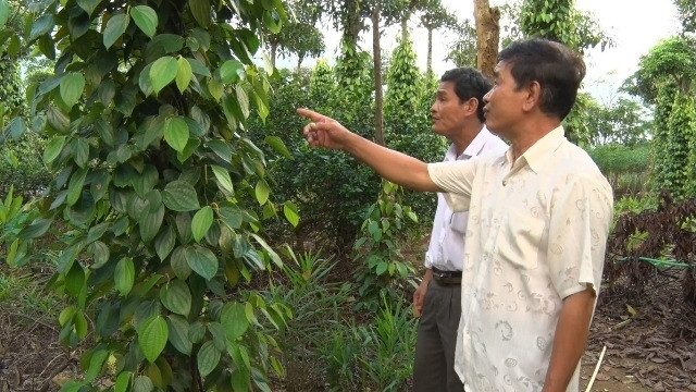 Le poivre de Quang Tri se prépare à l’enregistrement de son indication géographique ảnh 1