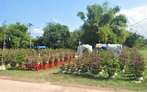 La saison commence au village d’abricotiers de Nhon An ảnh 1 La saison commence au village d’abricotiers de Nhon An ảnh 1