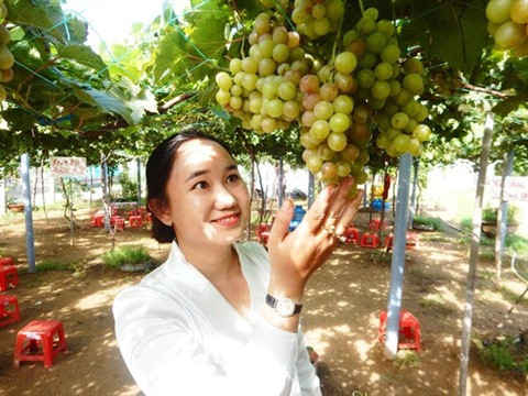 Start-up viticole dans la zone côtière de Bên Tre ảnh 1