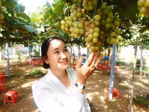 Start-up viticole dans la zone côtière de Bên Tre ảnh 1 Start-up viticole dans la zone côtière de Bên Tre ảnh 1