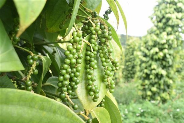 Exportations de poivre en hausse de 30% en cinq mois ảnh 1 Exportations de poivre en hausse de 30% en cinq mois ảnh 1