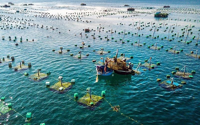 Le Vietnam et la Norvège promeuvent leur coopération dans l'aquaculture marine ảnh 2