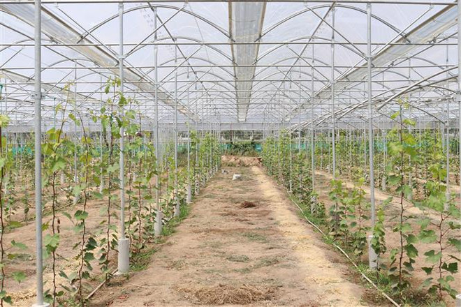 Ninh Thuan transforme l'agriculture de haute technologie en fer de lance économique ảnh 2 Ninh Thuan transforme l'agriculture de haute technologie en fer de lance économique ảnh 2