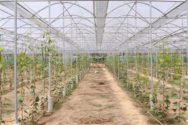 Ninh Thuan transforme l'agriculture de haute technologie en fer de lance économique ảnh 2