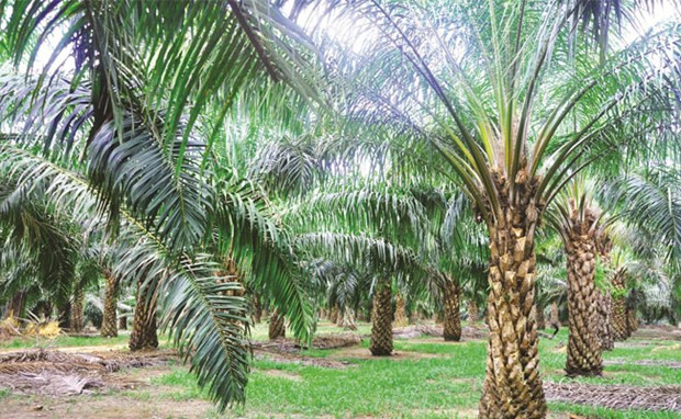 L'Indonésie va étendre sa superficie de culture de palmiers ảnh 1 L'Indonésie va étendre sa superficie de culture de palmiers ảnh 1