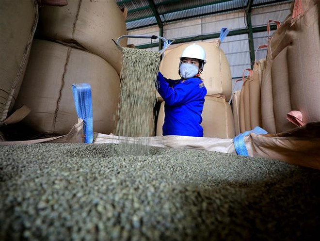 Les exportations de café pourraient franchir la barre des 4 milliards de dollars ảnh 2 Les exportations de café pourraient franchir la barre des 4 milliards de dollars ảnh 2