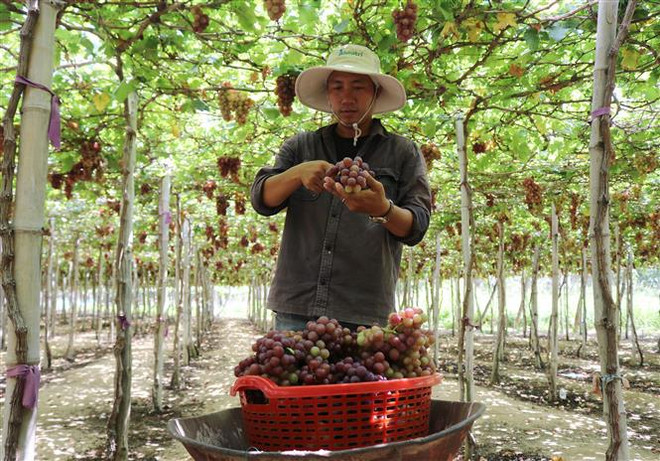 Ninh Thuan transforme l'agriculture de haute technologie en fer de lance économique ảnh 1 Ninh Thuan transforme l'agriculture de haute technologie en fer de lance économique ảnh 1