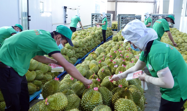 Le durian et la noix de coco devraient rejoindre le club des exportations "à 1 milliard de dollars" ảnh 2 Le durian et la noix de coco devraient rejoindre le club des exportations "à 1 milliard de dollars" ảnh 2